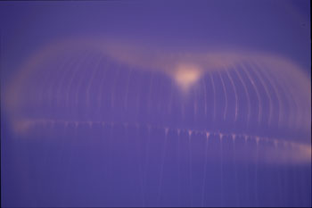 Base Jelly Fish